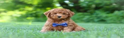 Mini Goldendoodle dogs for sale: Christiano - Ad 1
