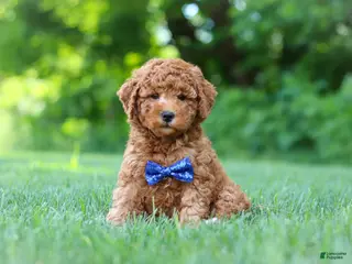 Mini Goldendoodle dogs for sale: Christiano - Ad 1