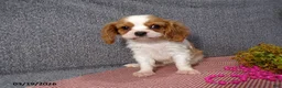 Cavalier King Charles Spaniel dogs for sale: Cassie   - Ad 5