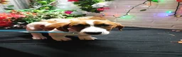 Jack Russell Terrier dogs for sale: Roscoe - Ad 1