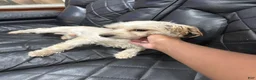 Morkie dogs for sale: Morkie 2 - Ad 3