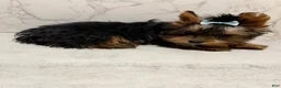 Yorkshire Terrier dogs for sale: Jack SALE - Ad 1