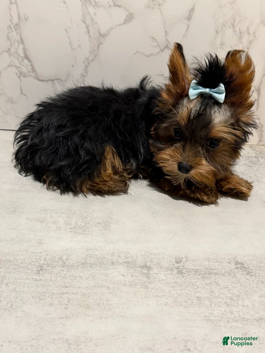 Yorkshire Terrier dogs for sale: Jack SALE - Ad 1