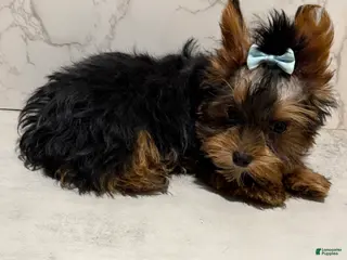 Yorkshire Terrier dogs for sale: Jack SALE - Ad 1