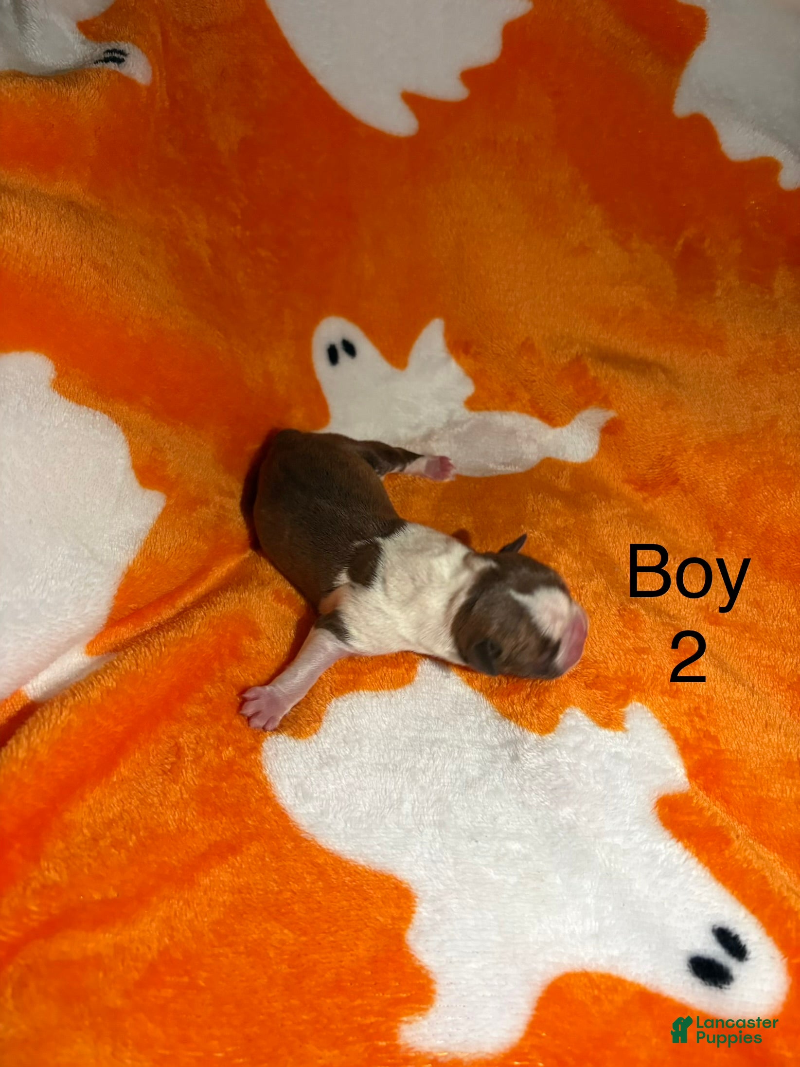 Boston Terrier dogs for sale: Boston Terrier 2 - Ad 4
