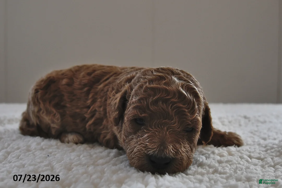 Mini Goldendoodle dogs for sale: Luna  - Ad 1