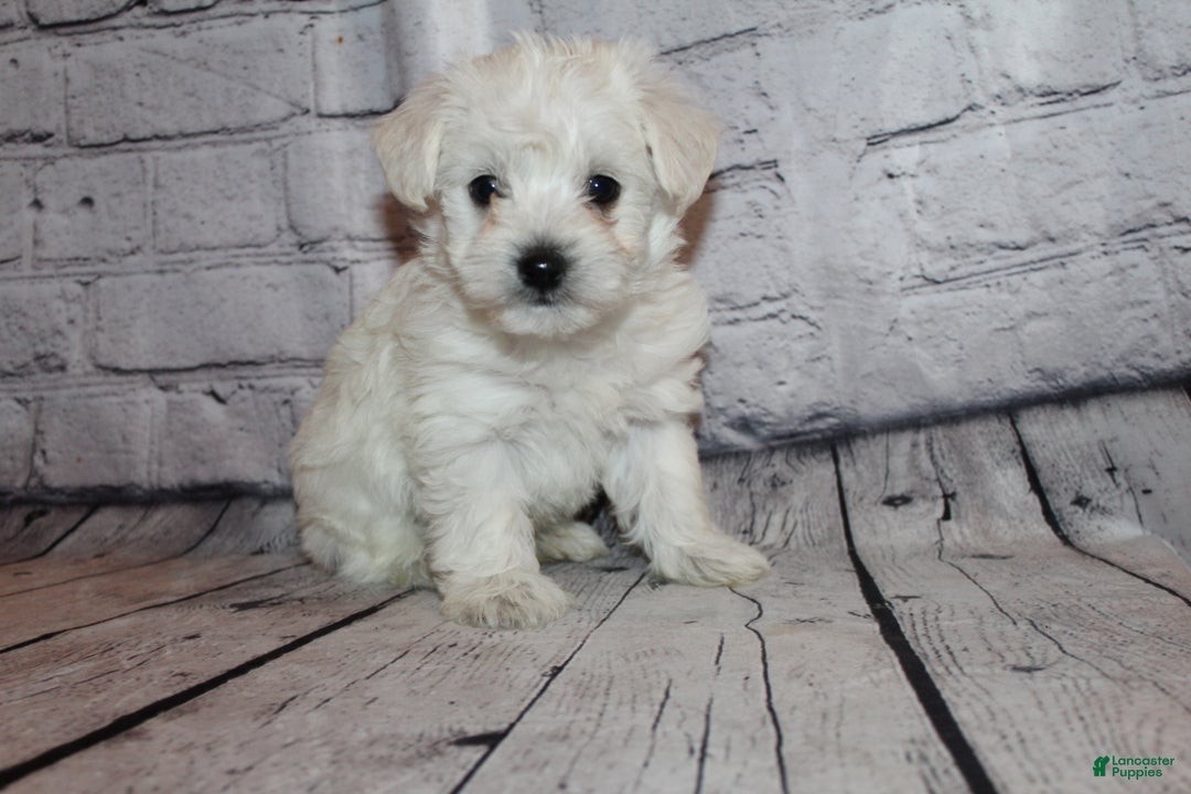 Morkie dogs for sale: Jack frost - Ad 5