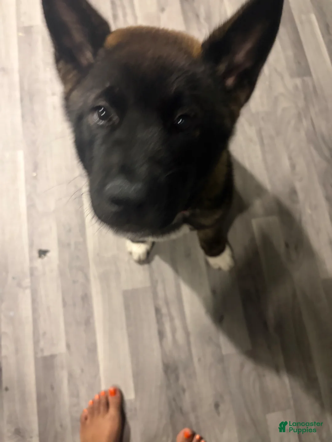 Akita dogs for sale: Akita Puppy 1 - Ad 5