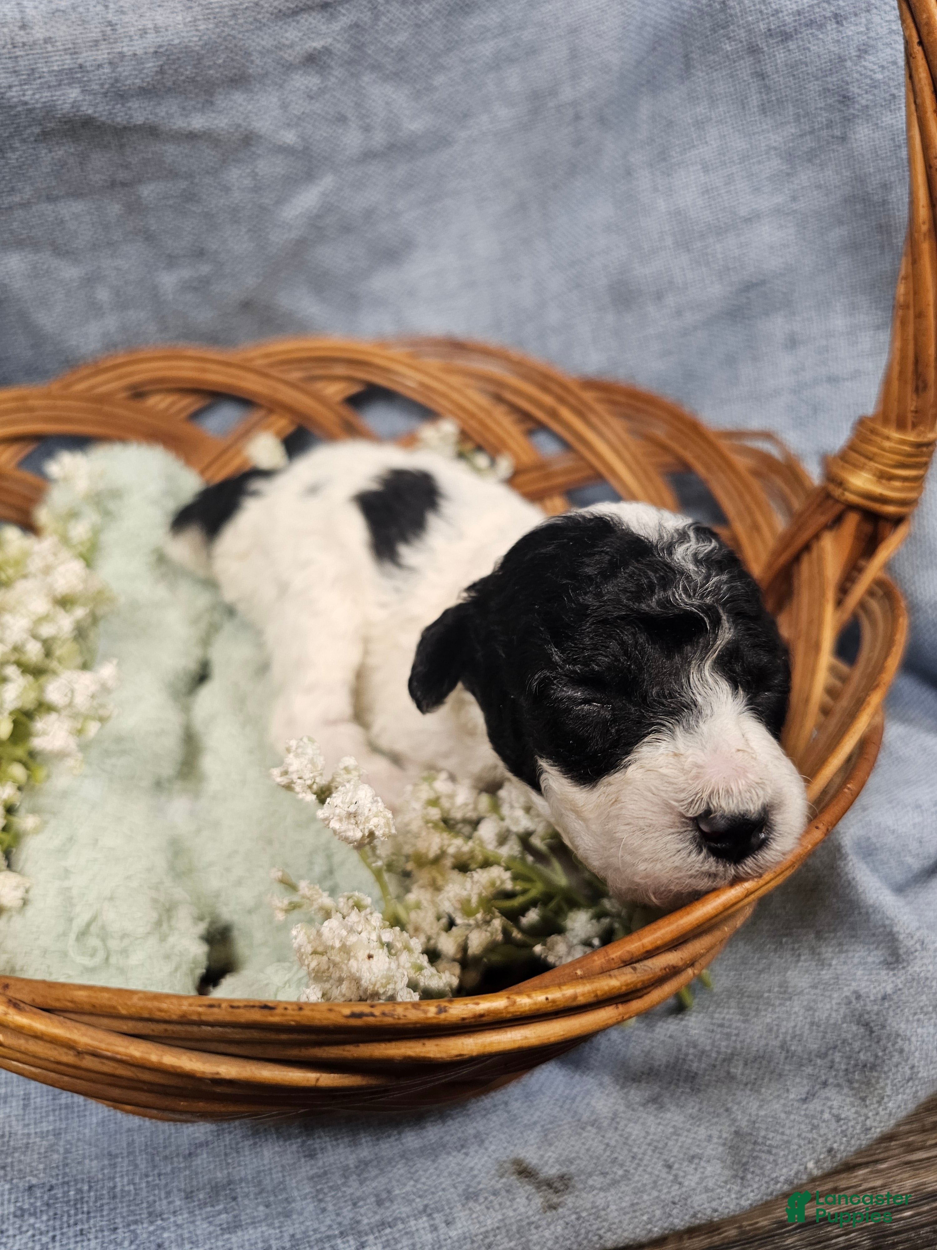 Mini Goldendoodle dogs for sale: Mr. Beans  - Ad 2