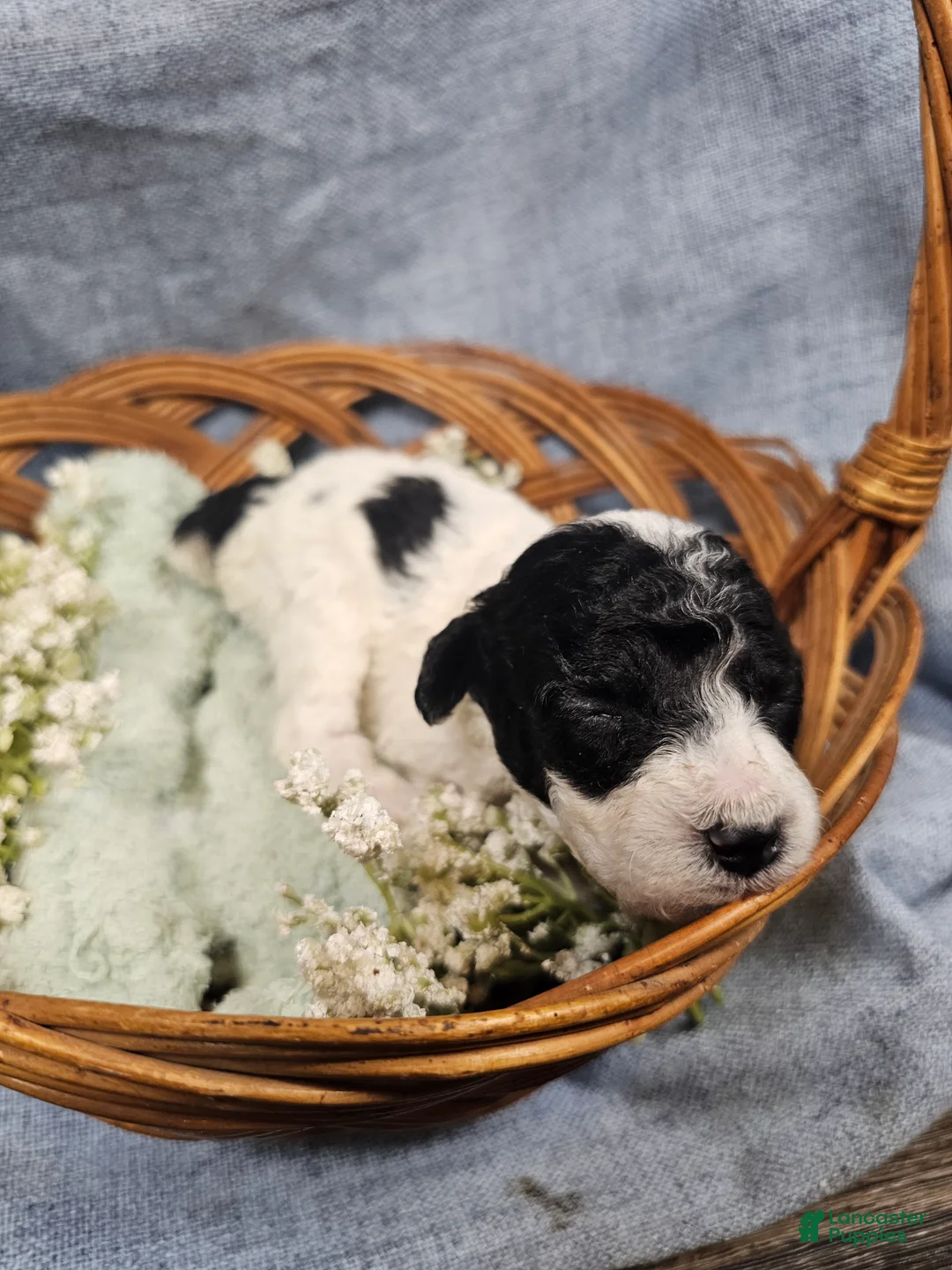 Mini Goldendoodle dogs for sale: Mr. Beans  - Ad 2