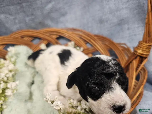 Mini Goldendoodle dogs for sale: Mr. Beans - Ad 2
