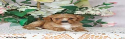 Cavapoo dogs for sale: Loki - Ad 4