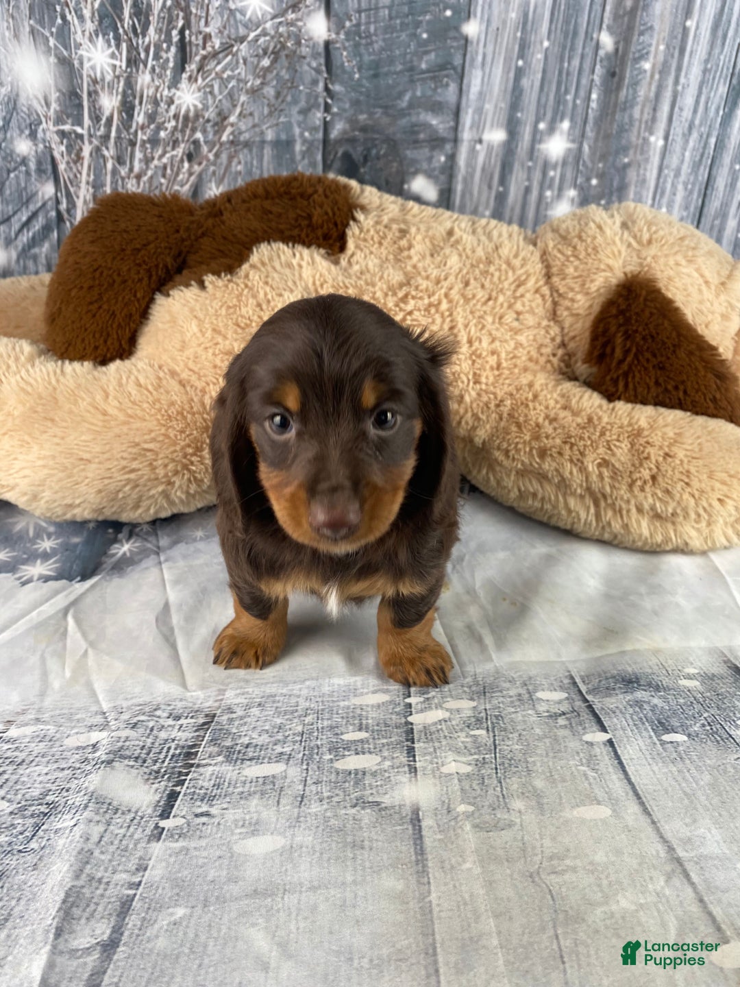 Miniature Dachshund dogs for sale: Lilly - Ad 12