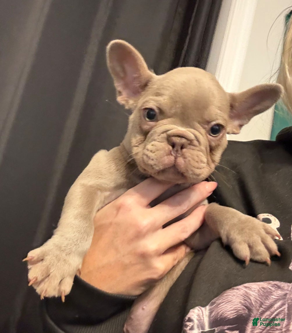 French Bulldog dogs for sale: French Bulldog Puppy 3 - Ad 4