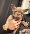 French Bulldog Puppy 3