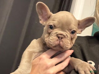 French Bulldog dogs French Bulldog Puppy 3 - Ad 29