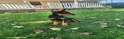 Doberman Pinscher dogs for sale: Kiara - Ad 4