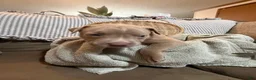 American Bully dogs for sale: American Bully 6 - Ad 3