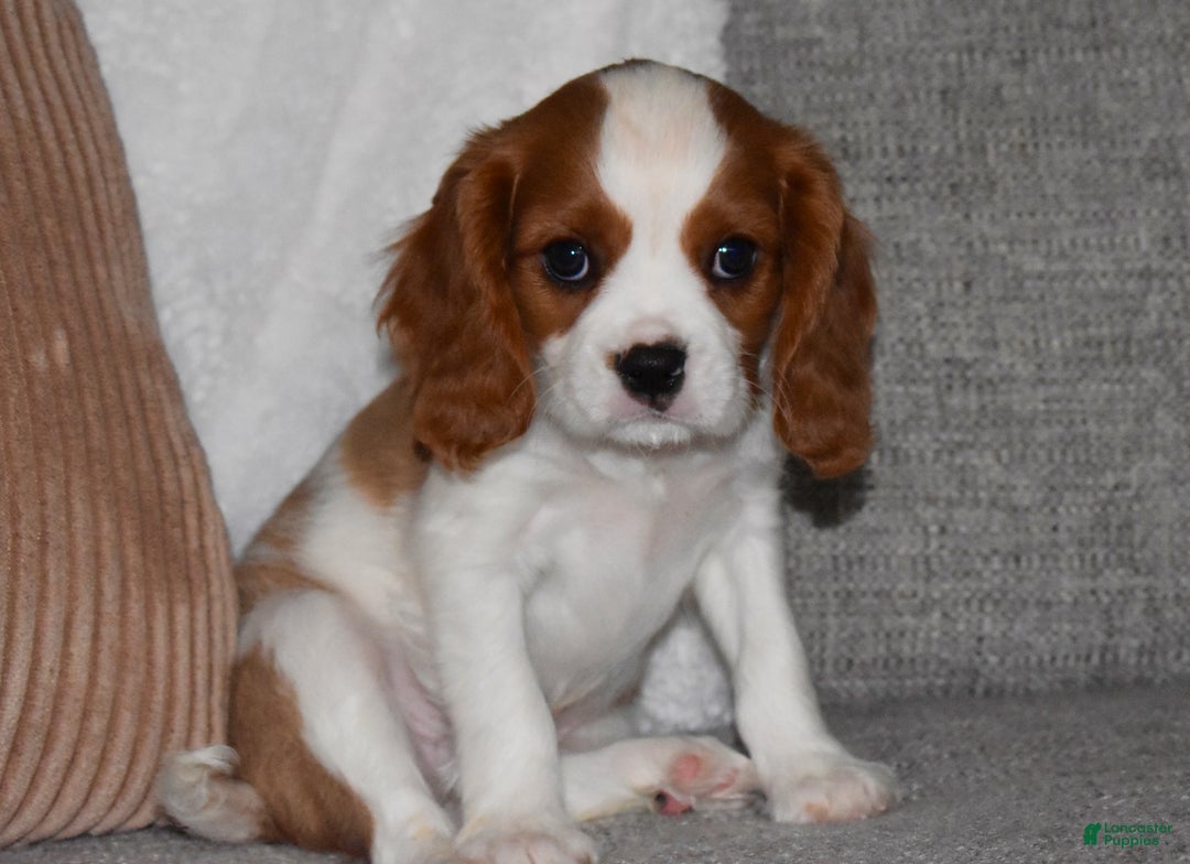 Cavalier King Charles Spaniel dogs for sale: Mack - Ad 6