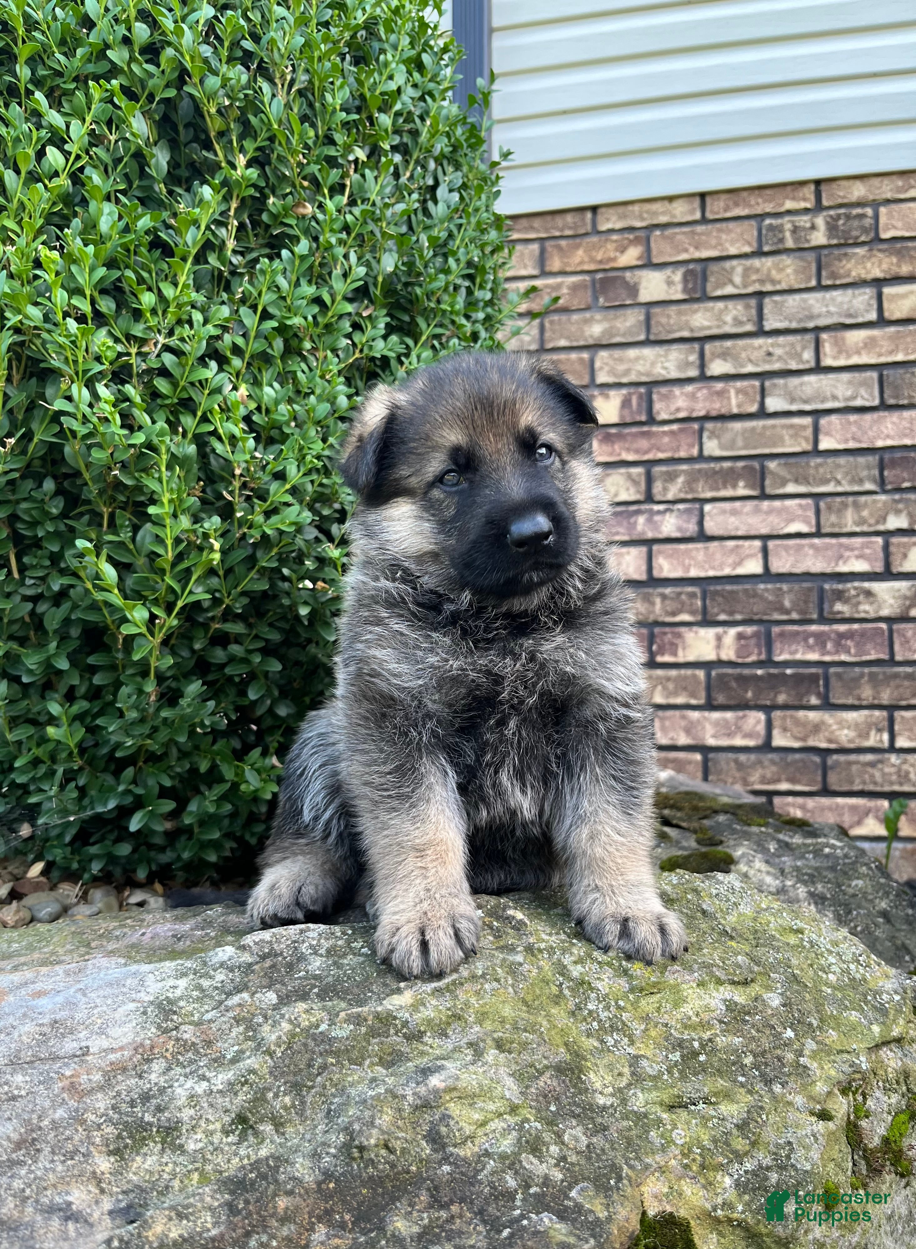 German Shepherd dogs Wilder - Ad 2
