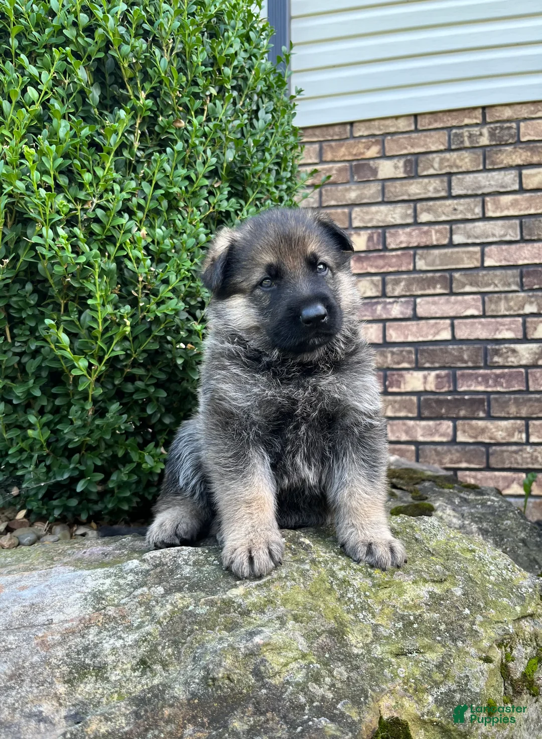 German Shepherd dogs for sale: Wilder - Ad 2