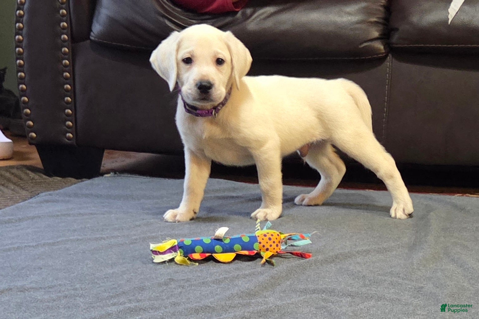 Labrador Retriever dogs Purple Collar - Ad 1