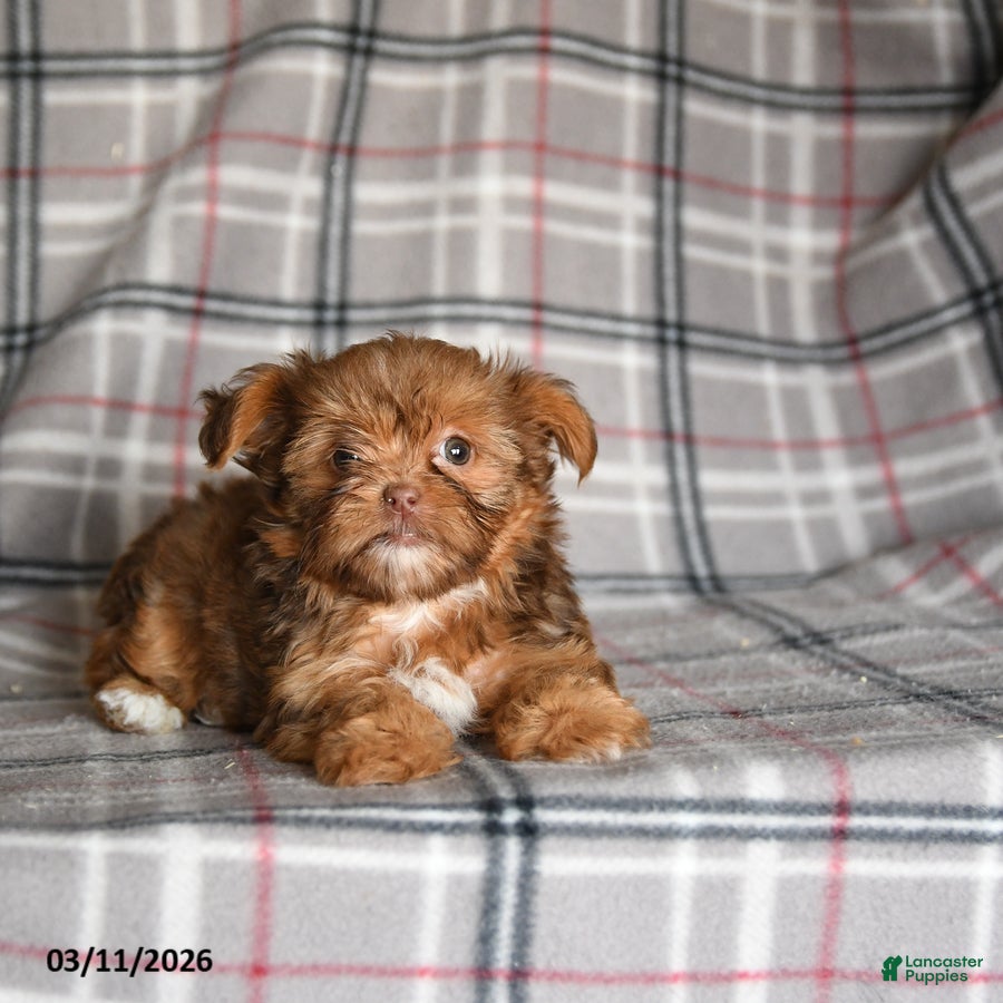 Shorkie dogs Lacey - Ad 2