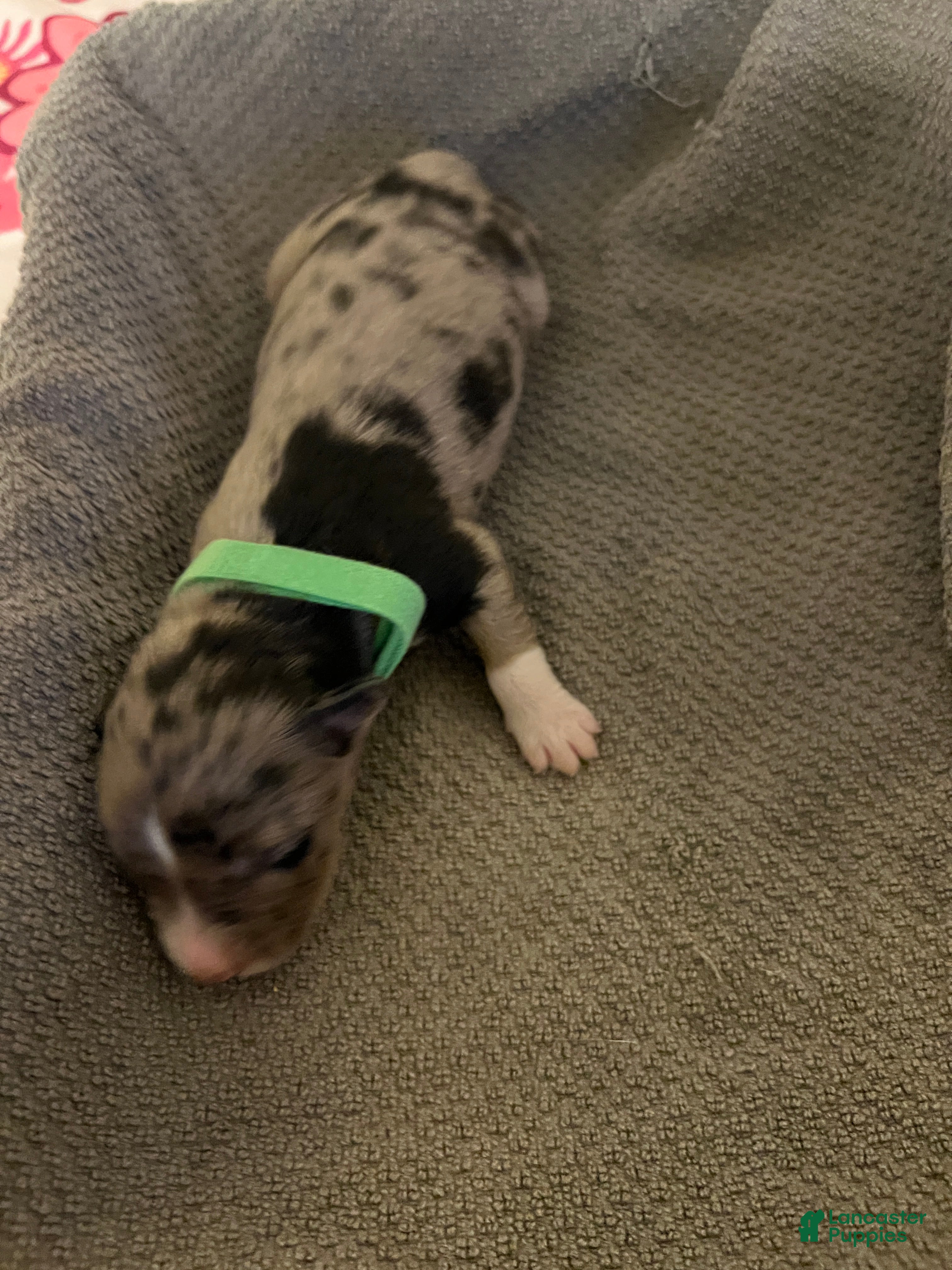 Mixed Breed dogs Green - Ad 33