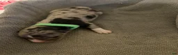 Mixed Breed dogs for sale: Green - Ad 1