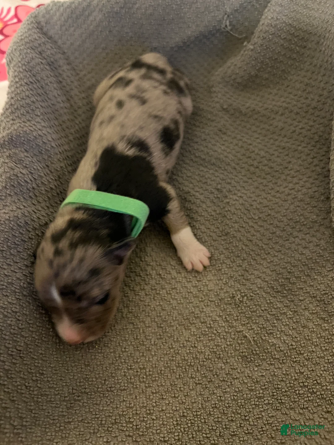 Mixed Breed dogs for sale: Green - Ad 1