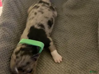 Mixed Breed dogs Green - Ad 33