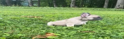 French Bulldog dogs for sale: Ruby - Ad 4