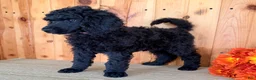 Standard Poodle dogs for sale: Gibbs - Ad 3