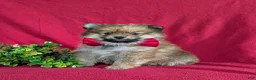 Pomeranian dogs for sale: Maloney - Ad 1