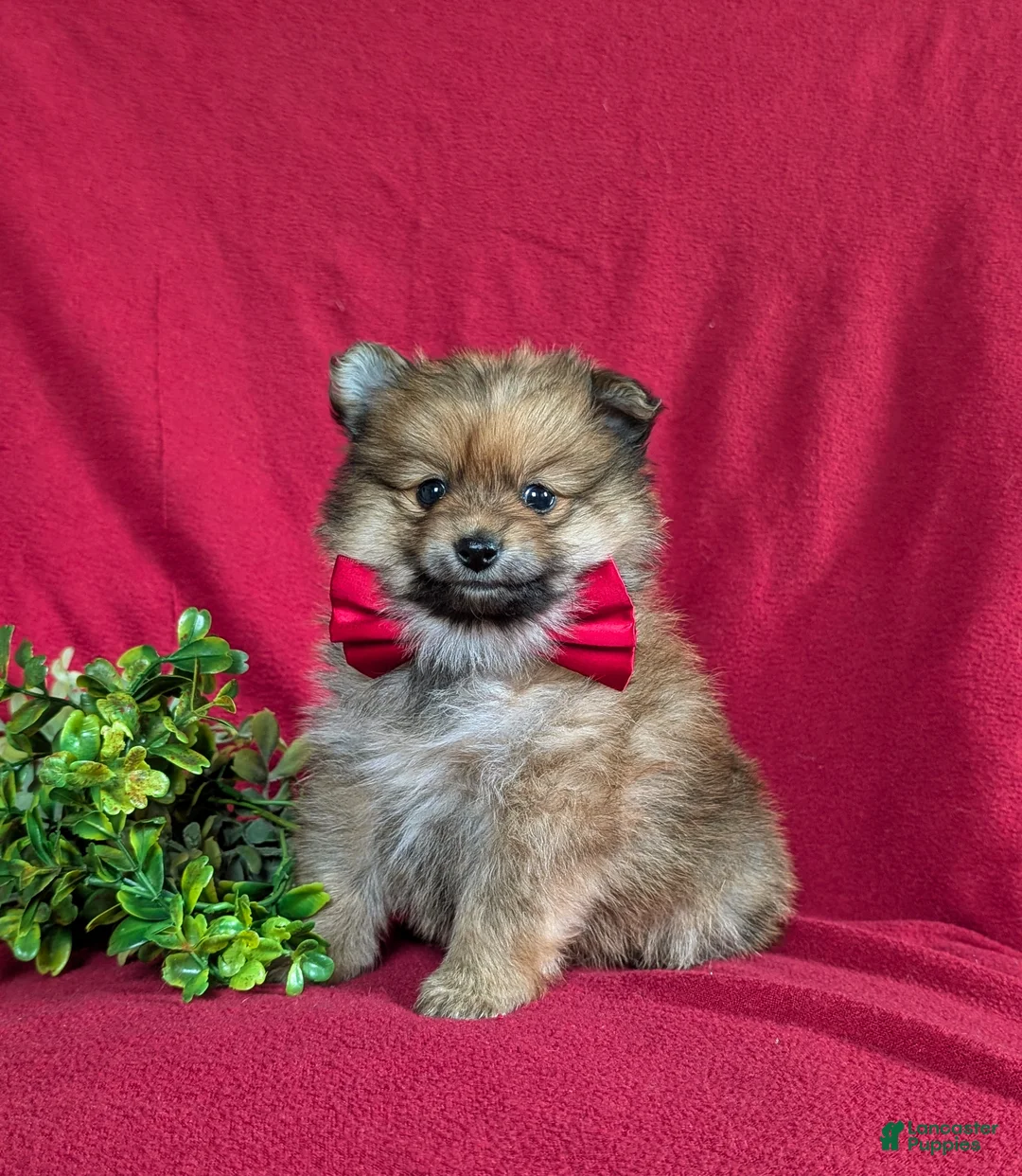 Pomeranian dogs for sale: Maloney - Ad 1