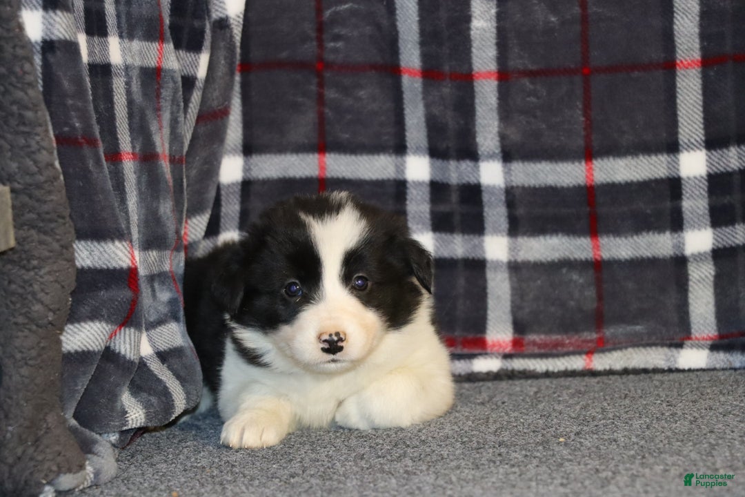 Border Collie dogs for sale: Frosty - Ad 1
