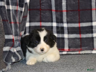 Border Collie dogs Frosty - Ad 11