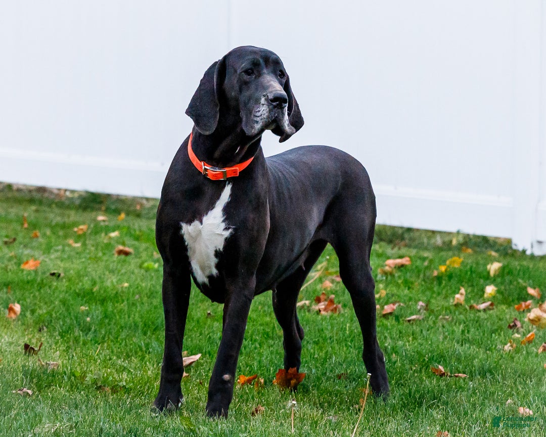 Great Dane dogs for sale: Noel - Ad 14