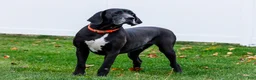 Great Dane dogs for sale: Noel - Ad 23