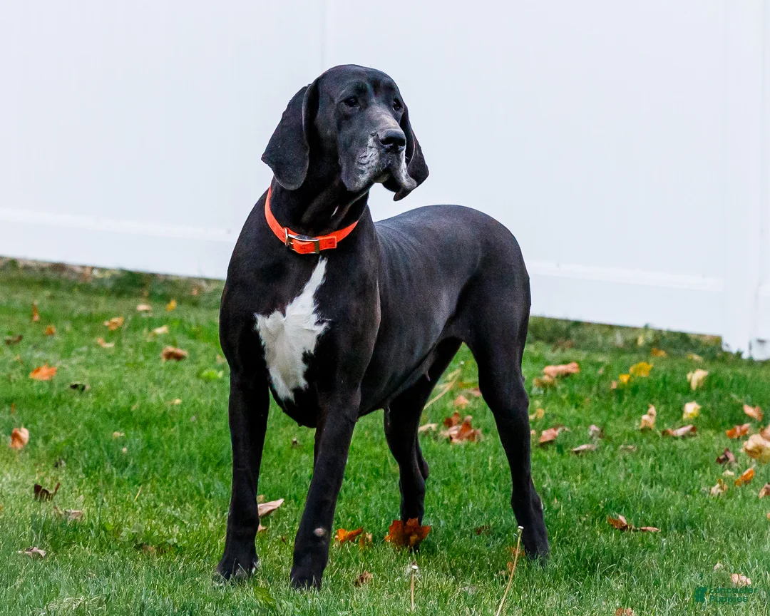 Great Dane dogs for sale: Noel - Ad 23