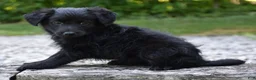 Bordoodle dogs for sale: Remy - Ad 8