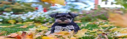 Miniature Schnauzer dogs for sale: Leon - Ad 11