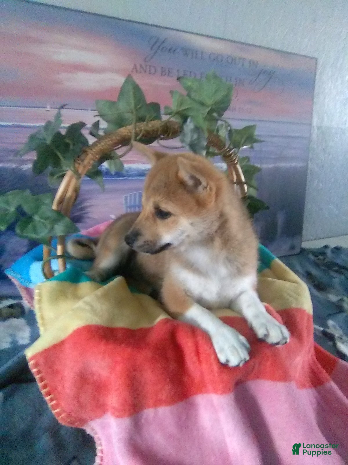 Shiba Inu dogs Julie - Ad 2
