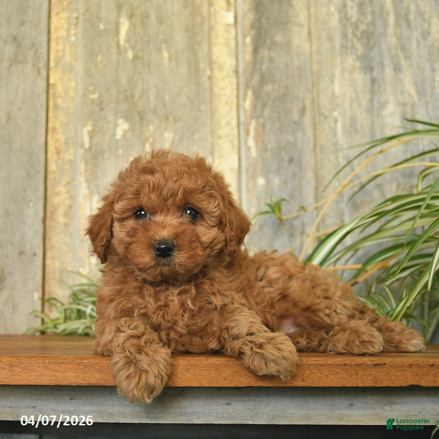 Maltipoo dogs Rose  - Ad 1