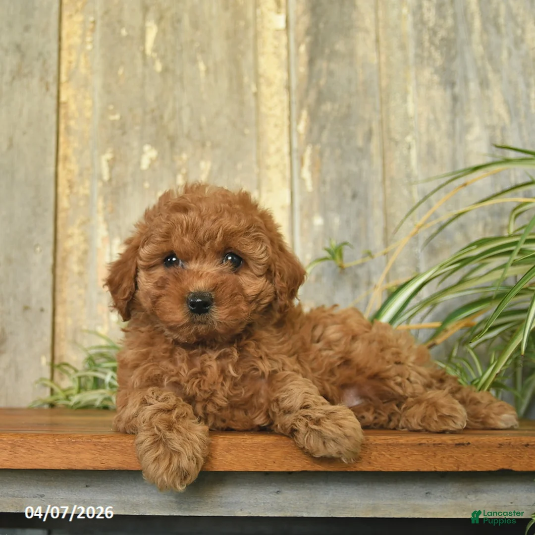 Maltipoo dogs for sale: Rose  - Ad 1