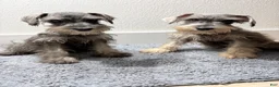 Miniature Schnauzer dogs for sale: Miniature Schnauzer 2 - Ad 5