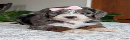 Mini Bernedoodle dogs for sale: Mini Indy - Ad 6