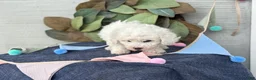 Bichon Frise dogs for sale: Ennis - Ad 7