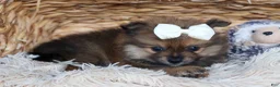 Pomeranian dogs for sale: Flynn  - Ad 11
