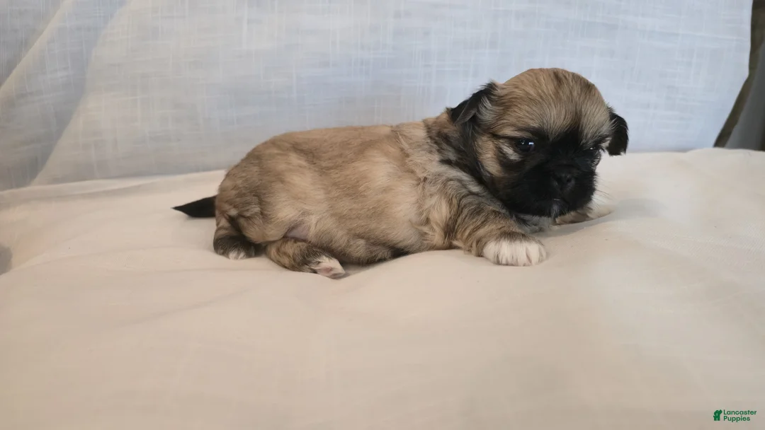 Shih Tzu dogs for sale: Koko  - Ad 4